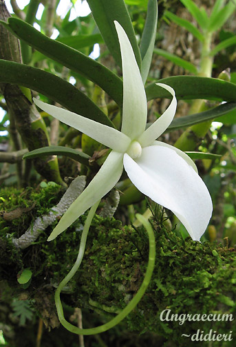 Angraecum_didieri Photo by Conrad Munro, used with permission of Creative Commons :ocense